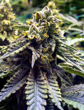 Семена конопли Auto Chocolope