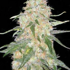 Скунк эротика ретінде мас