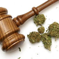 Выращивание конопли законы спазмы от марихуаны