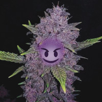 Поясняем за фиолетовые сорта марихуаны в магазине Боб Марли