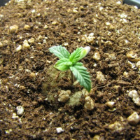 Какая земля подходит для конопли можно ли вырастить марихуану дома
