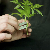Подрезка листьев конопли марихуана перевод
