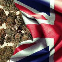 Великобританія: Половина британців не знають про легалізацію медичної марихуани