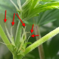 Как определить пол растения марихуаны как марихуана влияет на гемоглобин