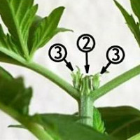 Как обрезать листья марихуаны конопля в ленобласти