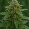 Bob Haze