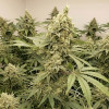 Bob Haze