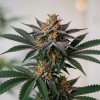 Bruce Banner Auto