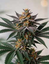 Семена конопли Bruce Banner Auto
