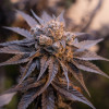 Bubba Kush