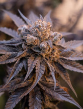 Семена конопли Bubba Kush