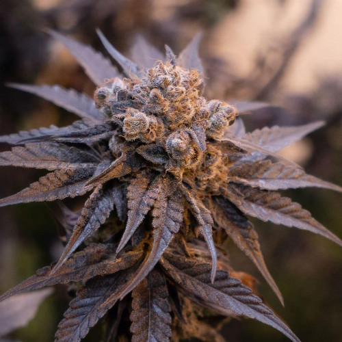 Семена Bubba Kush