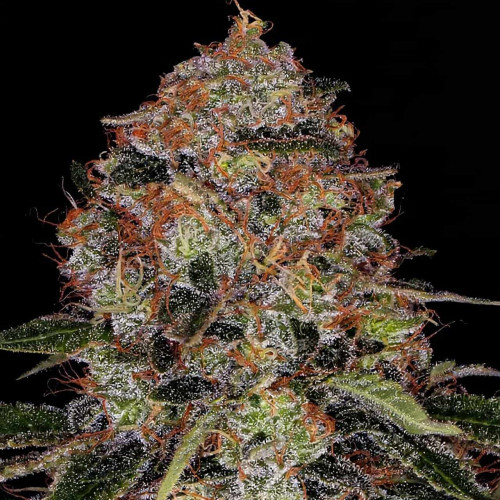 Семена марихуана Bubba Kush