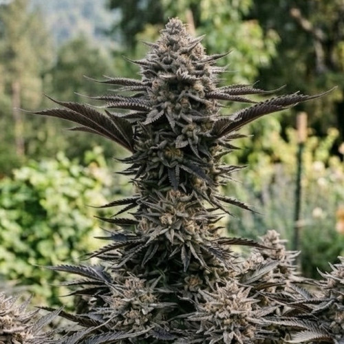 Bubba Kush