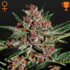 Bubba Kush