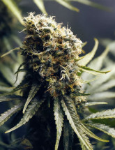 Семена конопли Caramel Haze Fast