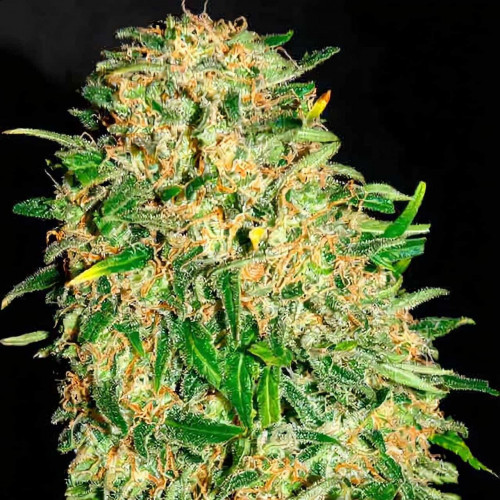 Купить семена Chemdog