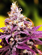 Семена конопли Cherry Cola Auto