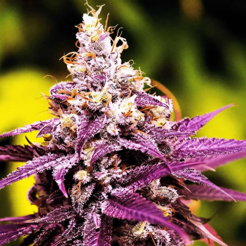 Семена Cherry Cola Auto