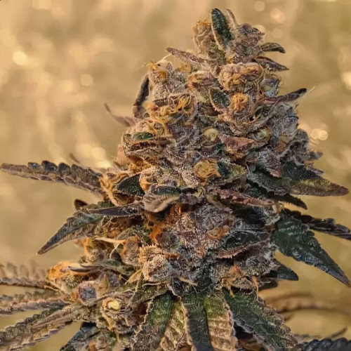 Купить семена Cherry Cola Auto
