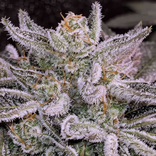 Купить семена Cinderella Auto