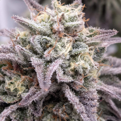 Семена марихуана Cinderella Auto