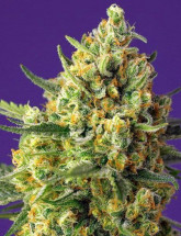 Crystal Candy XL Auto Семена конопли Crystal Candy XL Auto