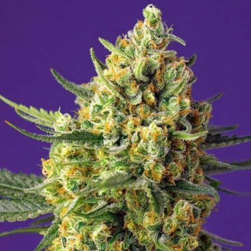 Семена Crystal Candy XL Auto