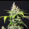 DC Cure 1:1 Auto