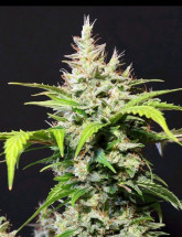 DC Cure 1:1 Auto Семена конопли DC Cure 1:1 Auto