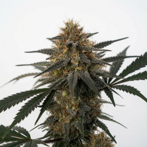 Семена марихуана DC Kush