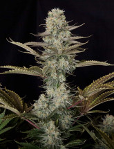 DC Kush Семена конопли DC Kush