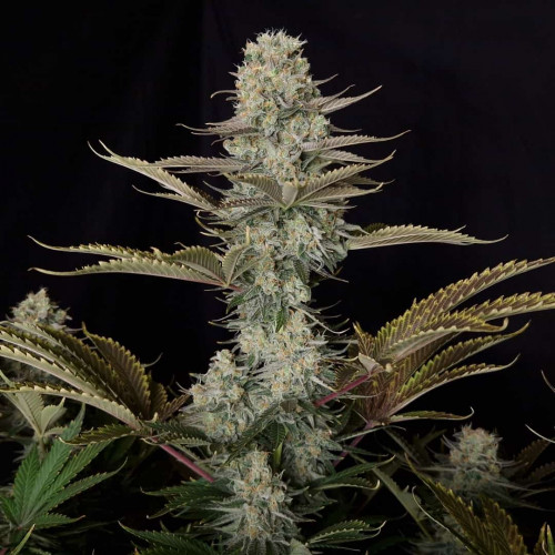 Семена DC Kush
