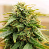 Deepforest Super Auto