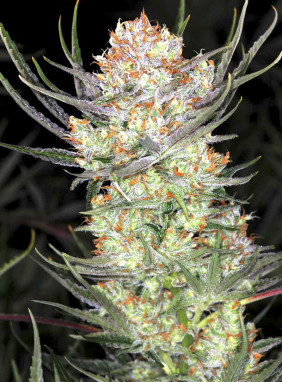 Семена автоцветов марихуаны световой день для марихуаны