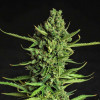 Devotchka Auto