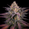 Diablo Rojo XL Auto