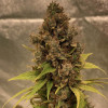 Diesel Fast F1 Regular
