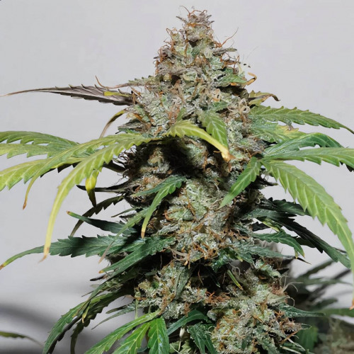 Семена марихуана Divine OG Kush