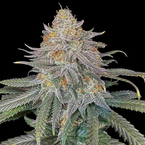 Семена марихуана Divine Rapier