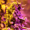 Doctor's Choice 1 Auto