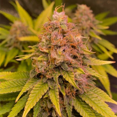 Табиғаттағы саяжайда жалаңаш әйелдер