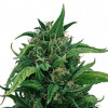 Durban Poison