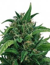 Семена конопли Durban Poison