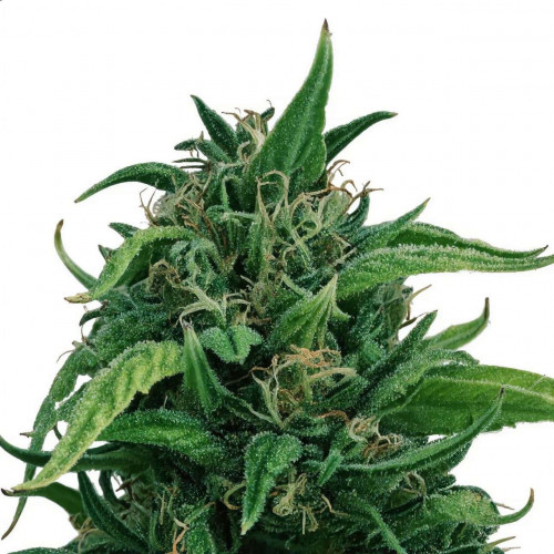Семена Durban Poison