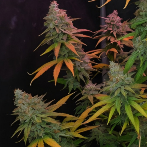 Купить семена Purple Lemonade Fast Flowering