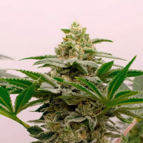 Gorilla Girl XL Auto