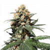 Gorilla Girl XL Auto