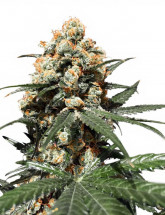Семена конопли Gorilla Girl XL Auto