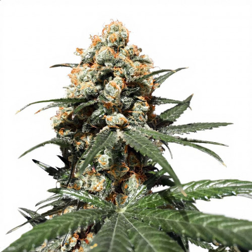 Семена Gorilla Girl XL Auto